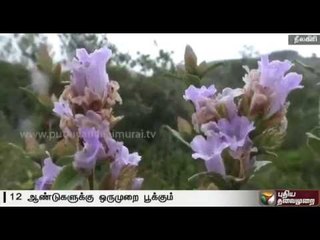 Rare purple Kurinji flower blooms in Nilgiri