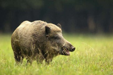 Wild Boar Hunting