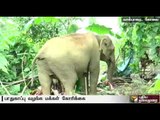 Woman dead due to shock after seeing wild elephant in Valparai