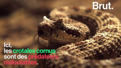 Le "rat ninja", un rongeur aux réflexes surprenants