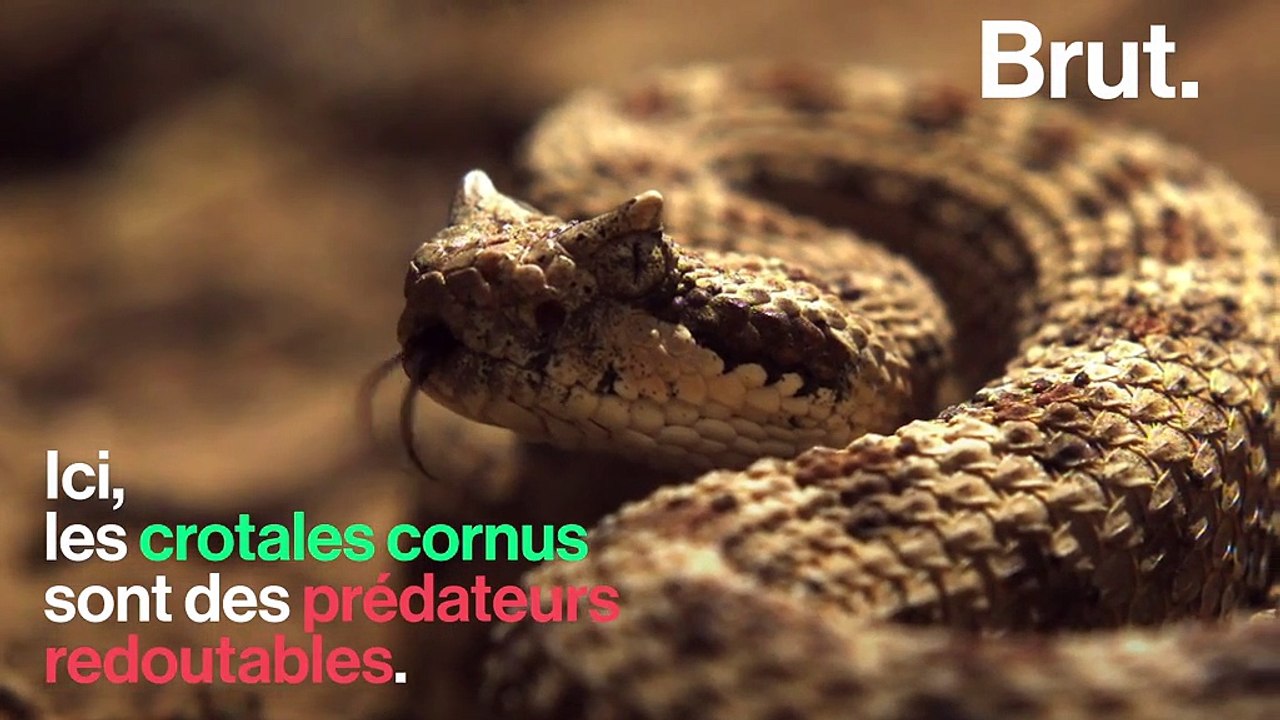 Le "rat ninja", un rongeur aux réflexes surprenants