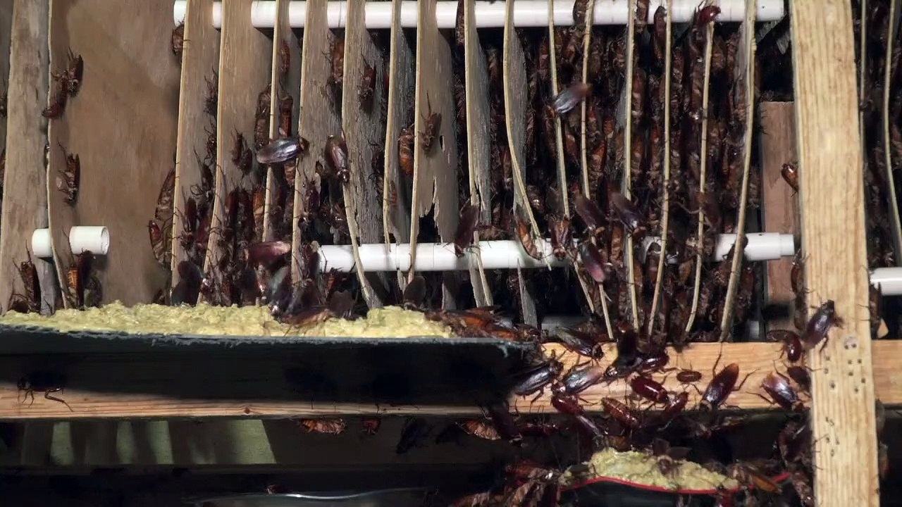 Herr über zehn millionen kakerlaken