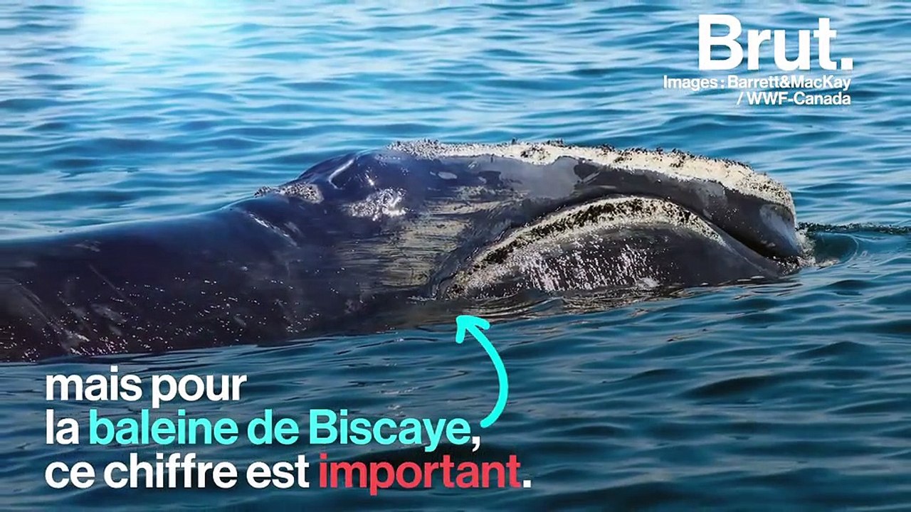 Bonne nouvelle pour l'une des baleines les plus menacées au monde