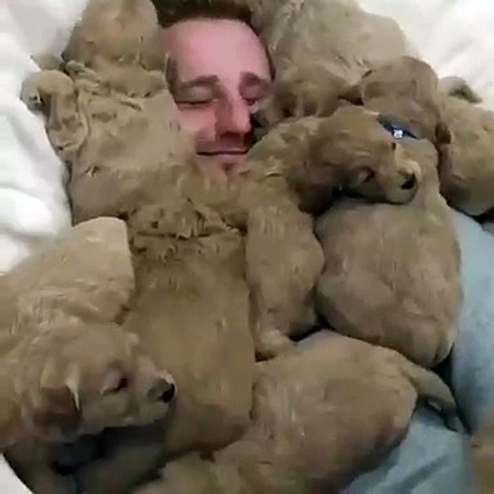 Incroyable ! Cet homme possède une dizaine de petits chiots mignons. Regardez !