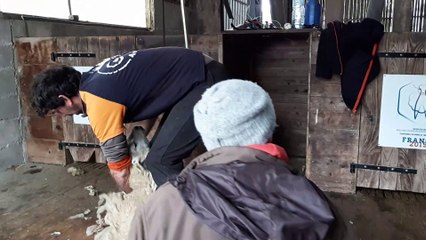 L'Equipe de France de tonte de mouton s'est entraînée au Dorat en Haute-Vienne