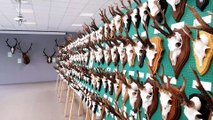 La fédération des chasseurs de Meurthe-et-Moselle présente les trophées de cervidés abattus lors de la dernière saison de chasse