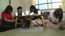 Video: 'Kedi kafelerden' sonra yeni moda 'domuz kafe': Japonlar domuz severek rahatlıyor