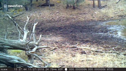 'Dancing' bull elk filmed hopping around watering hole in Arizona forest