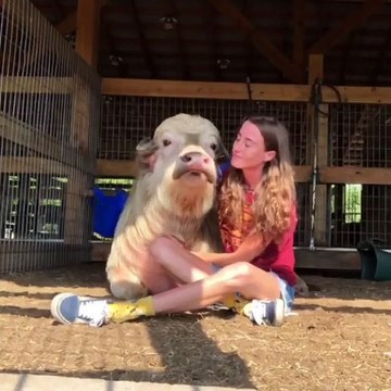Cette vache et sa maîtresse sont très complices. Trop chou !