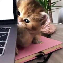 Ce superbe chaton va vous arracher un sourire. Trop cute !