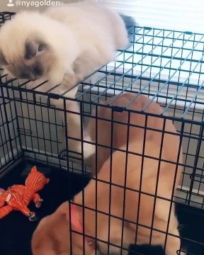 Quand un chat veut jouer avec un golden retriever. Trop drôle !