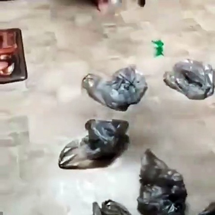 Voici le chat qui n'aime pas du tout les sachets en plastiques. Hilarant !