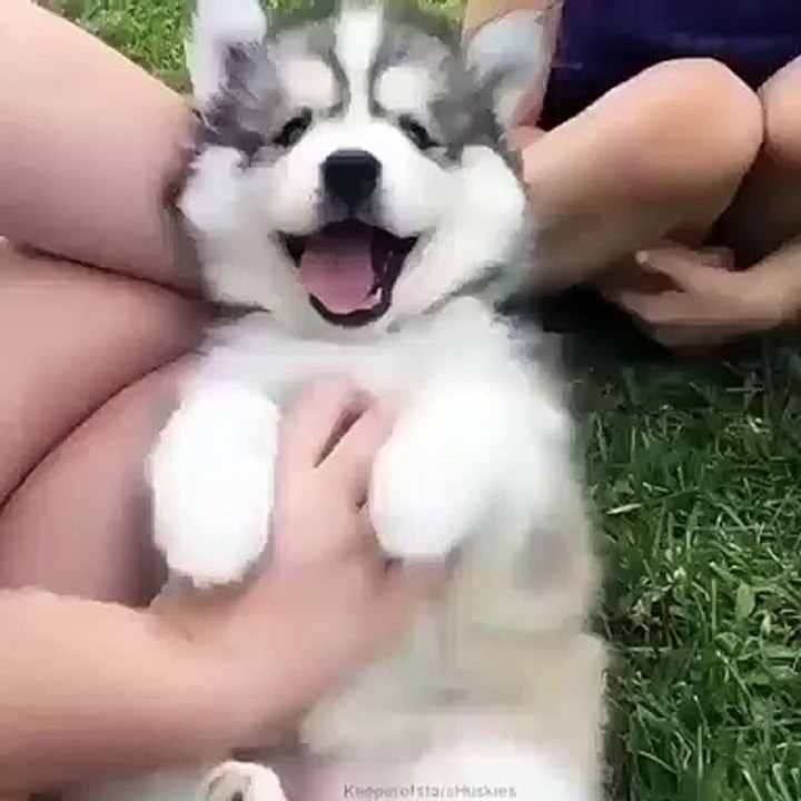 Quand un chiot husky reçoit des chatouilles. Essayez de ne pas rire !