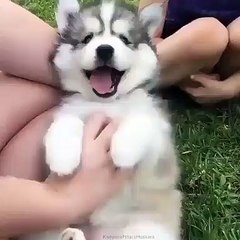 Quand un chiot husky reçoit des chatouilles. Essayez de ne pas rire !