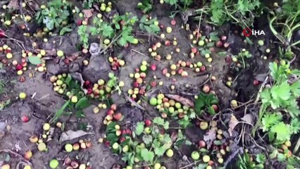 Hatay’da hasadı yaklaşan eriğe dolu darbesi