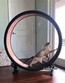 Ce chat est très rapide sur son cat wheel. Incroyable !