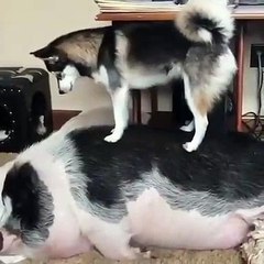Ce chien jaloux fait tout pour dégager le cochon. A mourir de rire !