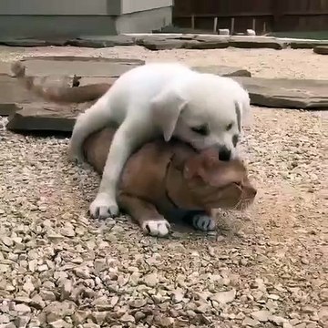 Ceci prouve que les chats et les chiens peuvent bel et bien être amis. Admirez cette complicité !