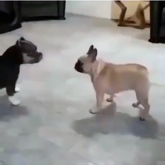Ces deux chiots se disputant sont trop drôles. Regardez !