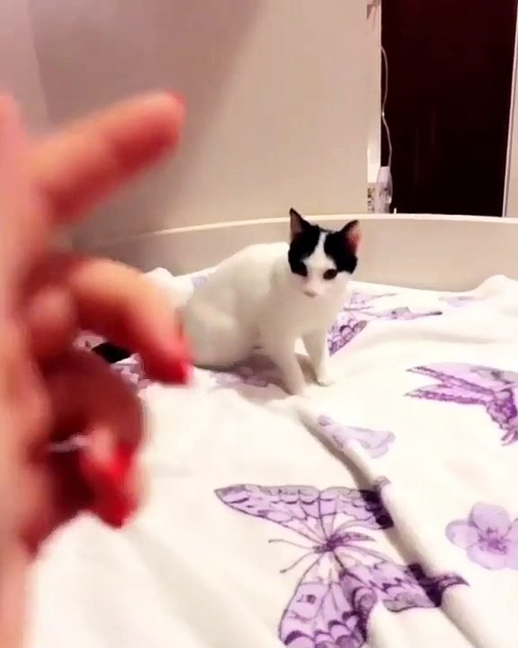 Quand une chatte et sa maîtresse sont des fans des Western, voici ce que ça donne. Hilarant !