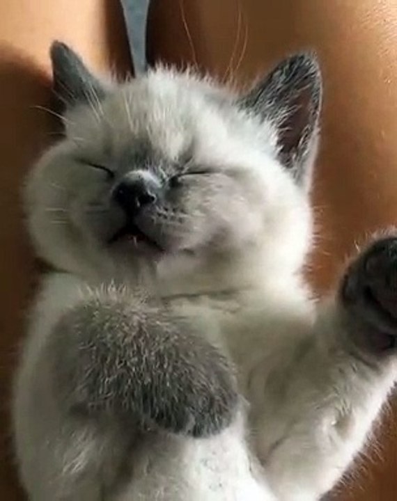 Ce chaton est trop mignon quand il dort. Admirez !