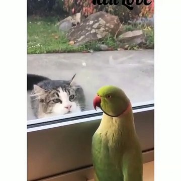 Quand un perroquet essaie de faire rire un chat. Hilarant !