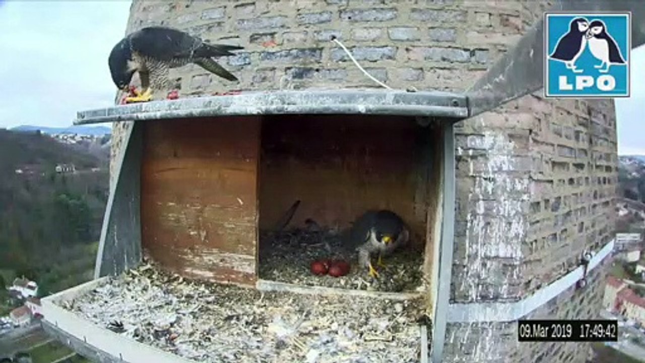 Des faucons pèlerins sous le feu des caméras