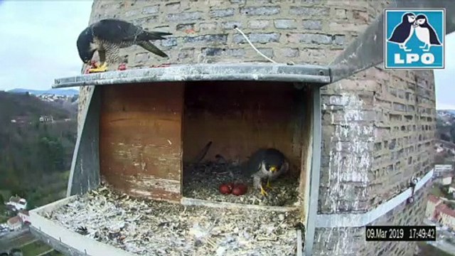Des faucons pèlerins sous le feu des caméras