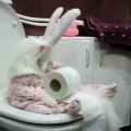 Ce chaton déguisé en lapin de pâques est trop drôle. Regardez !