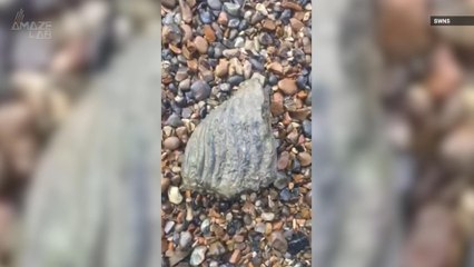 A Guy Walking Along The Thames Stumbled Up A Prehistoric Mammoth Tooth