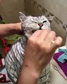 Incroyable !! Cette femme a une drôle de manière de brosser les dents de son chat.