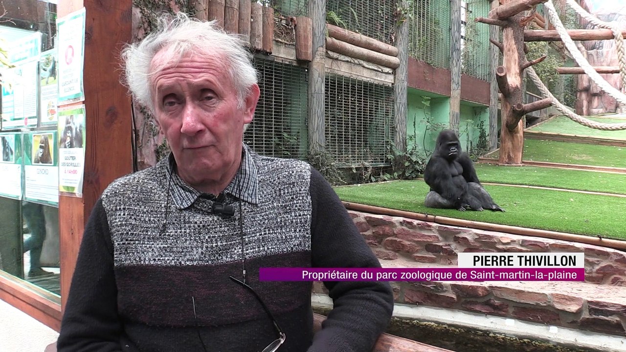 La naissance d'un bébé gorille booste les entrées du parc de Saint-Martin-la-Plaine