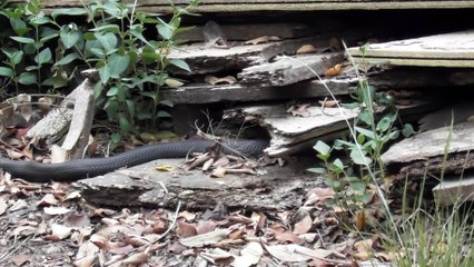 Snake on Snake Snacking