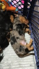 Kabus Gören Kardeşine Sarılan Köpek