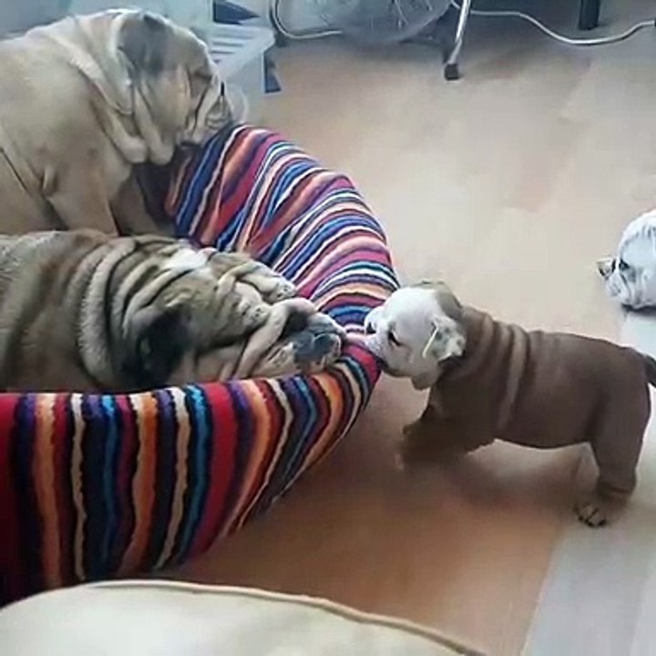 Un chiot bien chiant