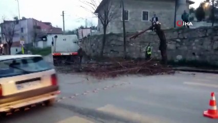 Tehlike saçan ağaç ekiplerce kesildi