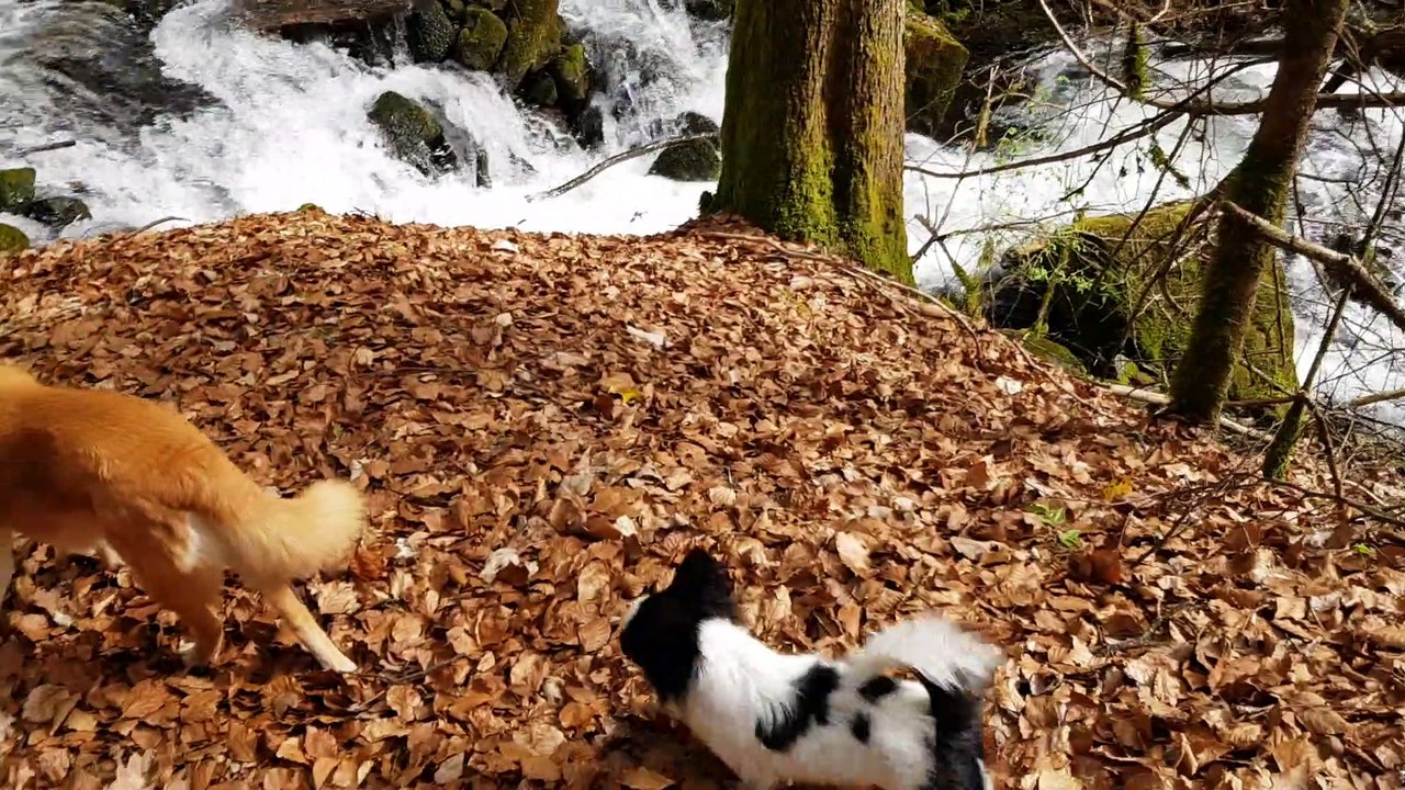 Coule le torrent