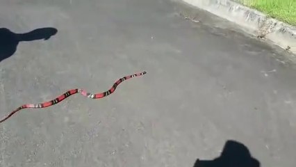 Descargar video: Un serpent corail bien décidé à attraper sa proie