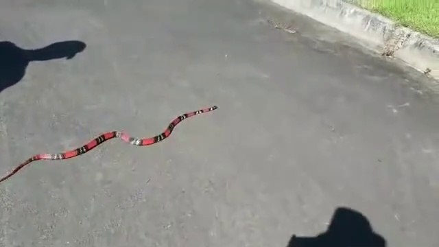 Un serpent corail bien décidé à attraper sa proie