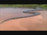 Un anaconda de 15 mètres aperçu au brésil