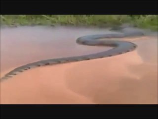 Un anaconda de 15 mètres aperçu au brésil