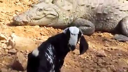 Cette chèvre ne se rend pas compte des risques qu'elle prend à coté des crocodiles