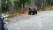 Ce russe croise un très gros ours affamé. Balade dans les bois un peu risquée