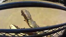 Un énorme crocodile filmé en australie... Joli monstre
