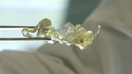 Scientist Make See Through Organs