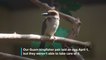 Endangered Guam Kingfisher Hatches at the Smithsonian Conservation Biology Institute