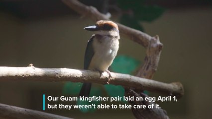 Endangered Guam Kingfisher Hatches at the Smithsonian Conservation Biology Institute