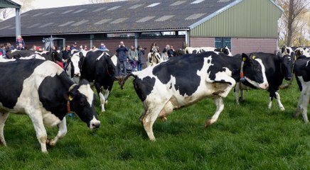 Koeien Melkveebedrijf van Leeuwen de wei weer in / Heenvliet 2019