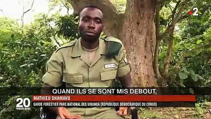 Скачать видео: L'histoire secrète de la cette photo du garde forestier et des gorilles, prise au Congo, et qui fait le tour du monde