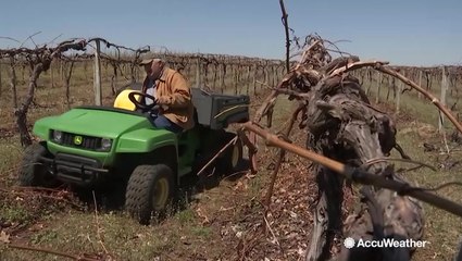 Michigan's fruit season impacted by harsh winter